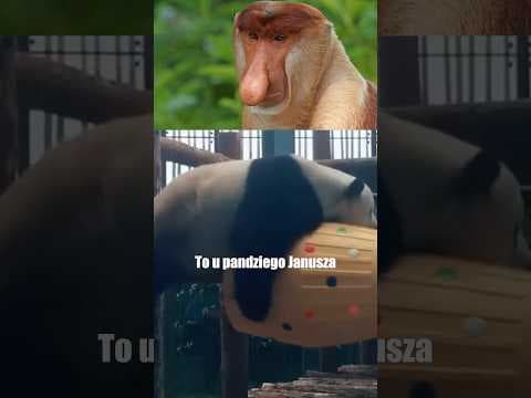Pandy wielkie są prześmieszne